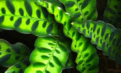 Rattlesnake Plant Care Guide Calathea Lancifolia