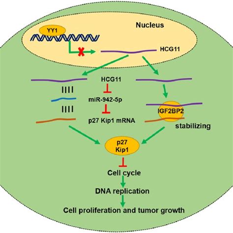 Schematic Diagram Showing Hcg Regulatory Network In Os Malignant