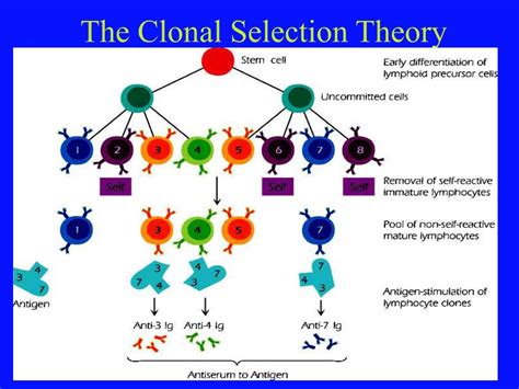 Ppt Immunology Overview Powerpoint Presentation Free Download Id 655228