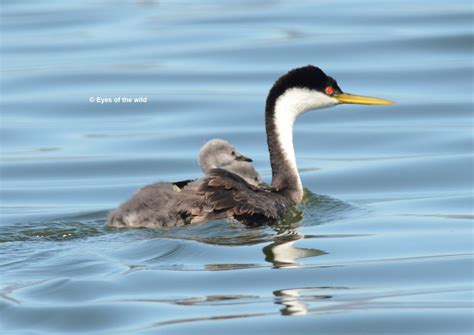 Clearlake birds and Wildlife - "Eyes of the Wild" Wildlife & Scenic ...