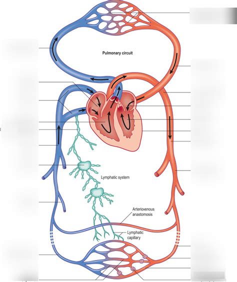 Overview Of The Systemic And Pulmonary Circulations Diagram Quizlet