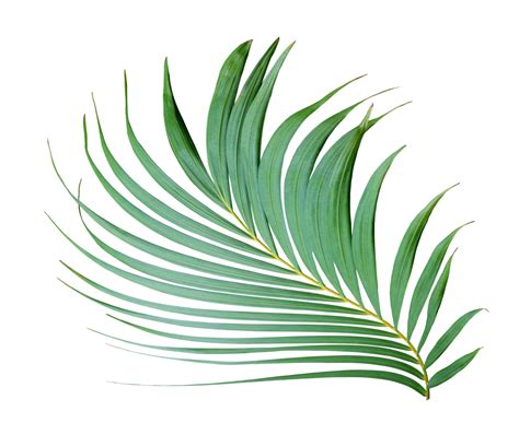 Tropisch Varenblad Groen Palm Blad Boom Aan Transparant Achtergrond PNG