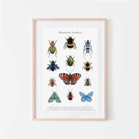 Insect Poster - Etsy