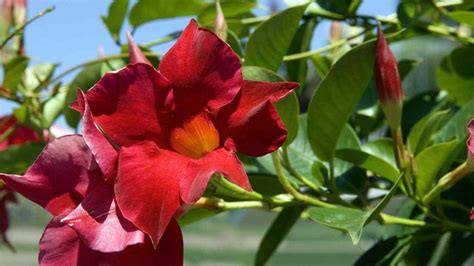 Dipladenia Come Riprodurre Per Sempre La Pianta Dai Grandi Fiori