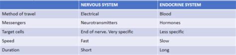 KIN 131 Lecture 15 Endocrine System Flashcards Quizlet