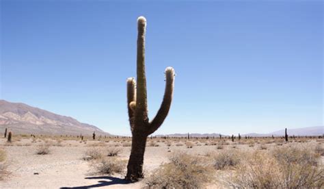 Por Qu Se Adaptan Los Cactus En El Desierto