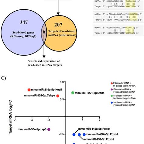 Sex Biased Genes Targeted By Sex Biased Mirnas A Mirna Target