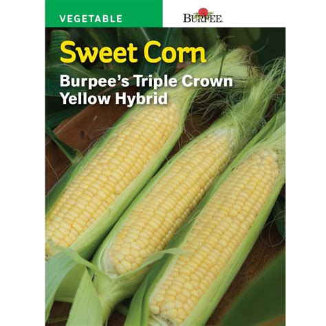 Burpee Corn Yellow Xp Yellow Hybrid Seed 57131 The Home Depot