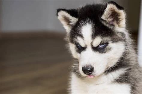 Cute Baby Huskies With Blue Eyes