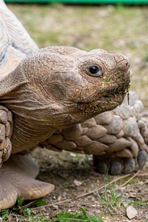 Brown and Black Turtle on Green Grass · Free Stock Photo