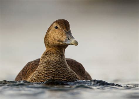 Eider Duck Photos Stock Photos, Pictures & Royalty-Free Images - iStock