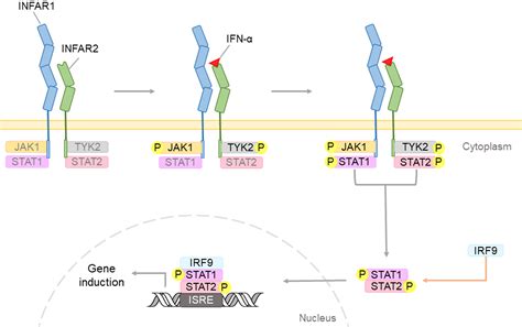 The Role Of Interferon α In Neurodegenerative Diseases A Systematic