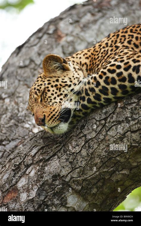 Leopard Dormir Dans Un Arbre Kruger National Park Afrique Du Sud