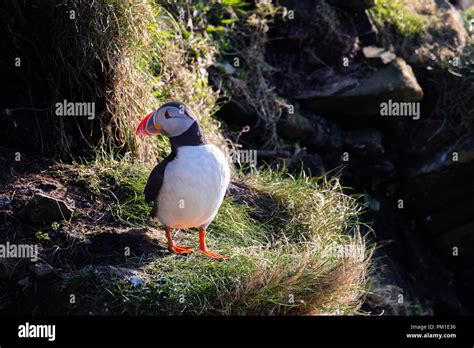 A puffin during breeding season at Sumburgh Head Stock Photo - Alamy