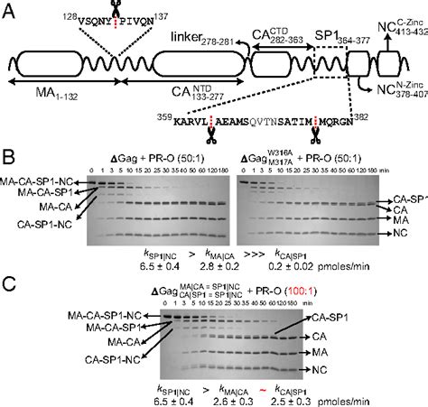 Figure 1 From Transient HIV 1 Gagprotease Interactions Revealed By