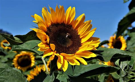 Sonnenblumen Pflanzen S En Und Ernten Selbst De