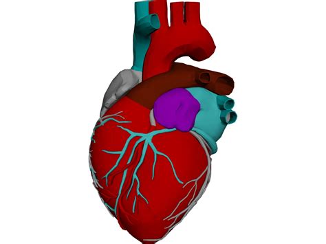 Heart 3D Model - 3DCADBrowser