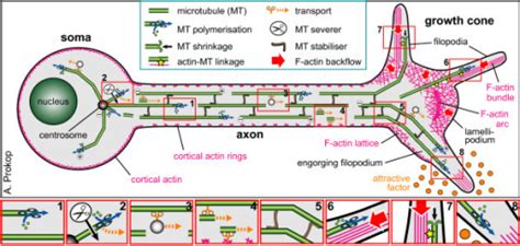 Axon Structure And Key Mechanisms Of Axon Growth The Open I