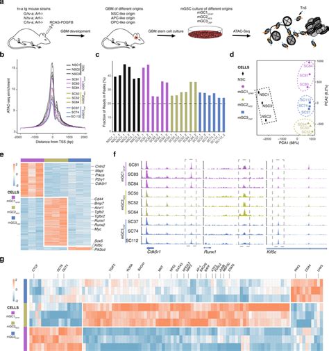 The Chromatin Accessibility Landscape Of Mouse Gsc Cultures Can Predict