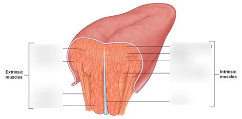 Muscles of the tongue Diagram | Quizlet