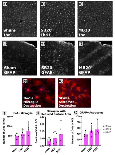 Results Of Iba And Gfap Immunofluorescent Staining And Automated Cell