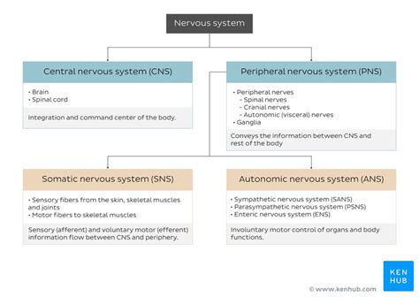 Overview Of The Nervous System Structure And Function Kenhub