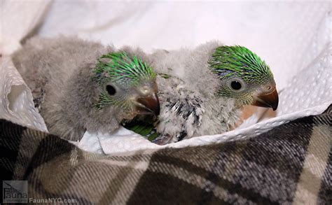 Scaly Breasted Lorikeet (Trichoglossus chlorolepidotus)