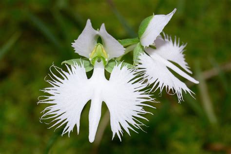 The White Egret Orchid Habenaria Radiata Exotic Flowers