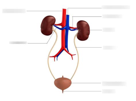 Urinary System 1 Diagram Quizlet