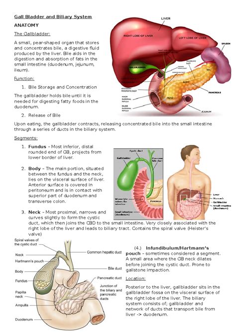 gallbladder anatomy  pathology  comprehensive overview studocu