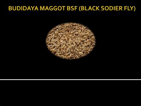 Budidaya Maggot Black Soldier Fly Bsfpptx