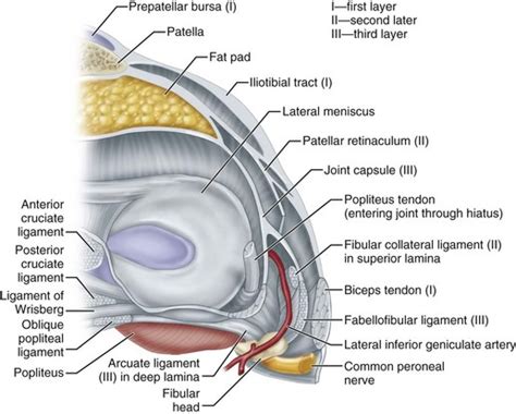 Knee Injuries Musculoskeletal Key