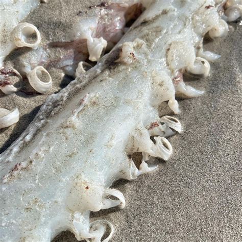 Rare 7 Foot Giant Squid Washes Up On Beach Incredible Sad