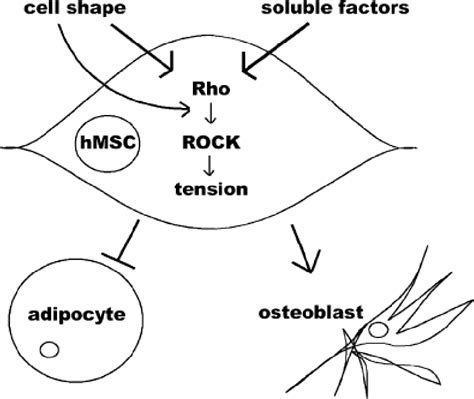 Figure From The Role Of Mechanical Signals In Regulating