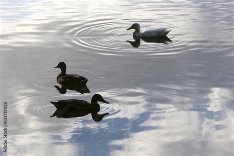 Canards Les étangs de Corot Ville d Avray Ducks The ponds of