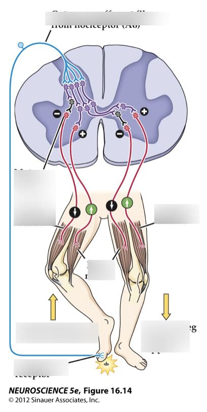 flexion crossed extension reflex Diagram | Quizlet