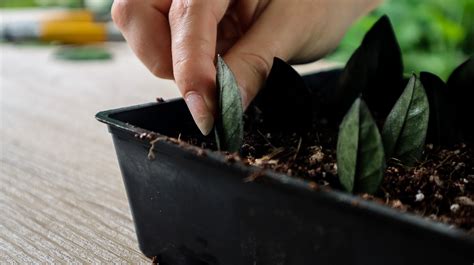 The Art Of Propagating ZZ Plants A Step By Step Guide Ames Farm Center