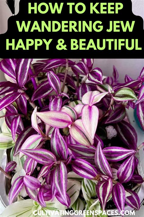 How To Grow And Care For Wandering Jew Plant Must Read For Beginners