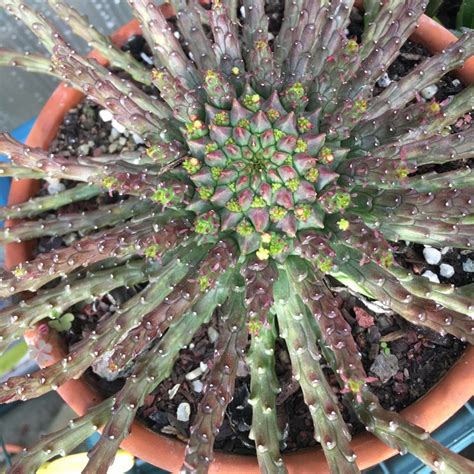 Euphorbia Flanaganii Medusa S Head Uploaded By Kimberleyrolfe