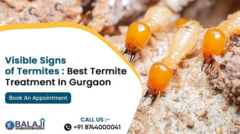 Visible Signs Of Termites Best Termite Treatment In Gurgaon