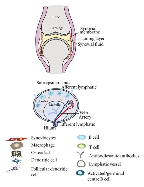 Potential Pathophysiologic Changes Of And Interactions Between The