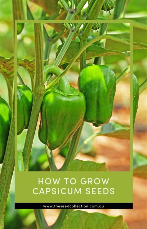 How To Grow Capsicum Seeds