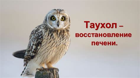 Таухол - восстановление печени - YouTube