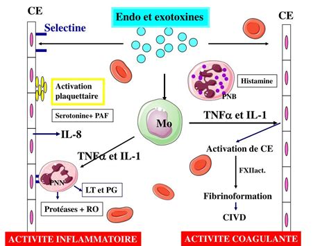 PPT LA REACTION INFLAMMATOIRE Illustrations PowerPoint Presentation