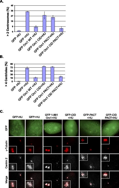 Meier Gorlin Syndrome Mutations Disrupt An Orc Cdk Inhibitory Domain