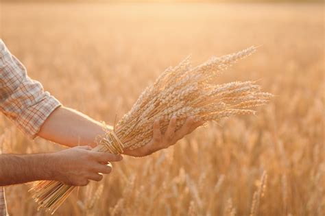 Agricultor Segura Um Feixe De Espigas De Trigo Em Um Campo De Cereais