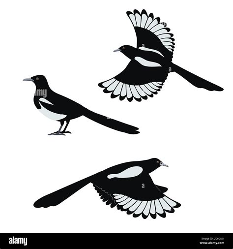 Set Of Flat Vector Illustration Of Magpie Birds Isolated On White