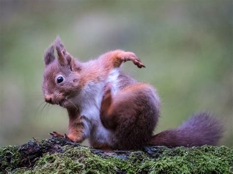 Red Squirrel Wildlife Photography Luxury Greetings Card - Etsy