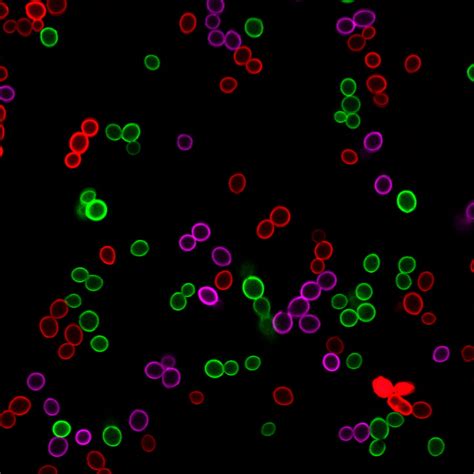 30092 Membriteâ„¢ Fix 405430 Cell Surface Staining Kit 500 Reactions