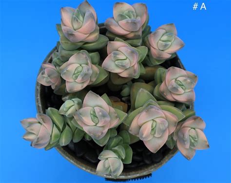 Crassula Moonglow Variegata Succulent Etsy